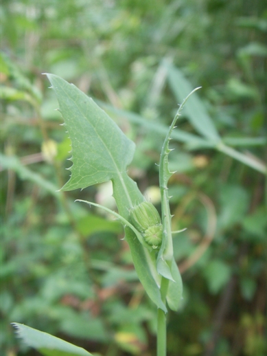 Pianta di sentiero - Sonchus sp.